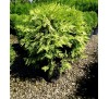 Туя западная Глобоза Ауреа (Globosa Aurea) C2, 2 года